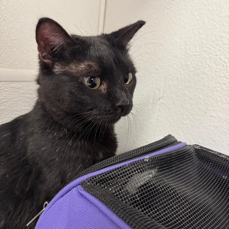 Binx thumbnail 3