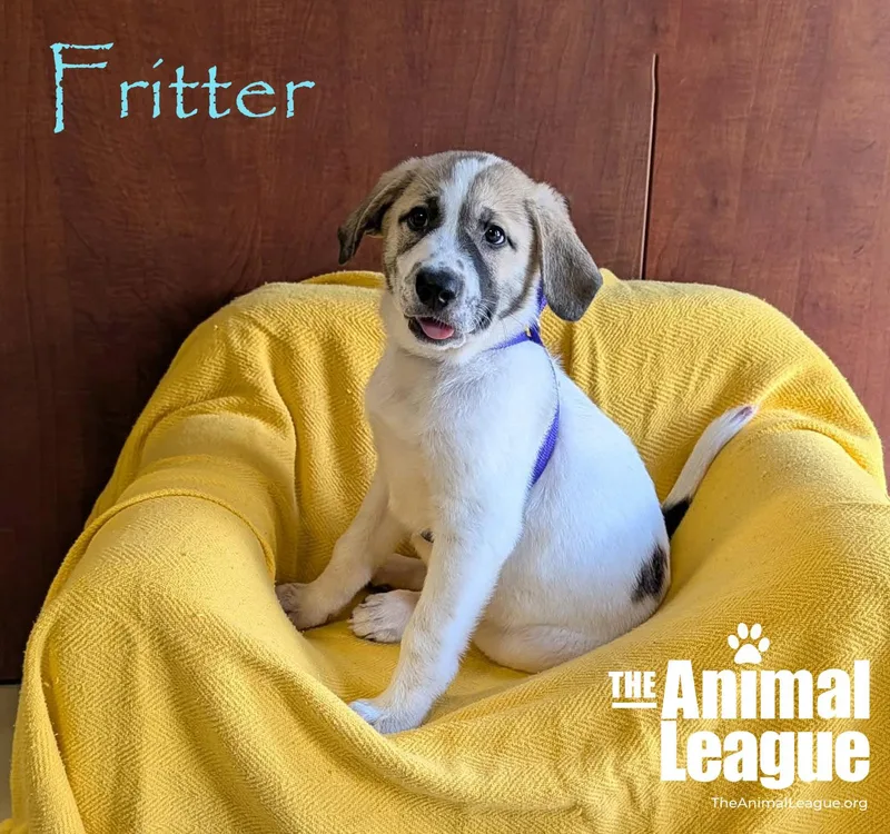 A baby medium-sized male White / Cream Labrador Retriever dog named Fritter for adoption in Groveland, FL