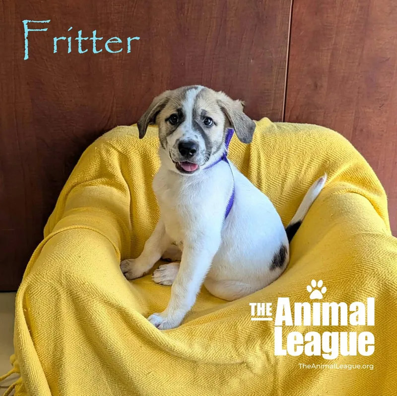 Fritter thumbnail 2