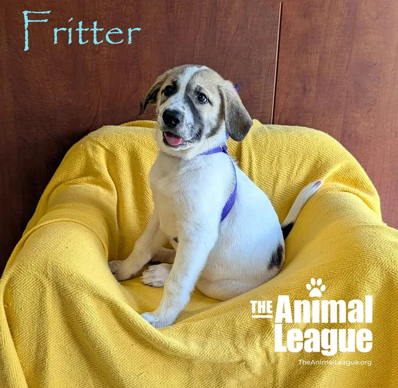 Fritter thumbnail 3