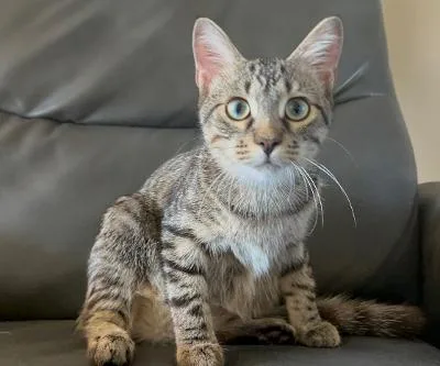 A baby medium-sized male Tabby (Gray / Blue / Silver) Domestic Short Hair cat named Taco for adoption in Mokena, IL