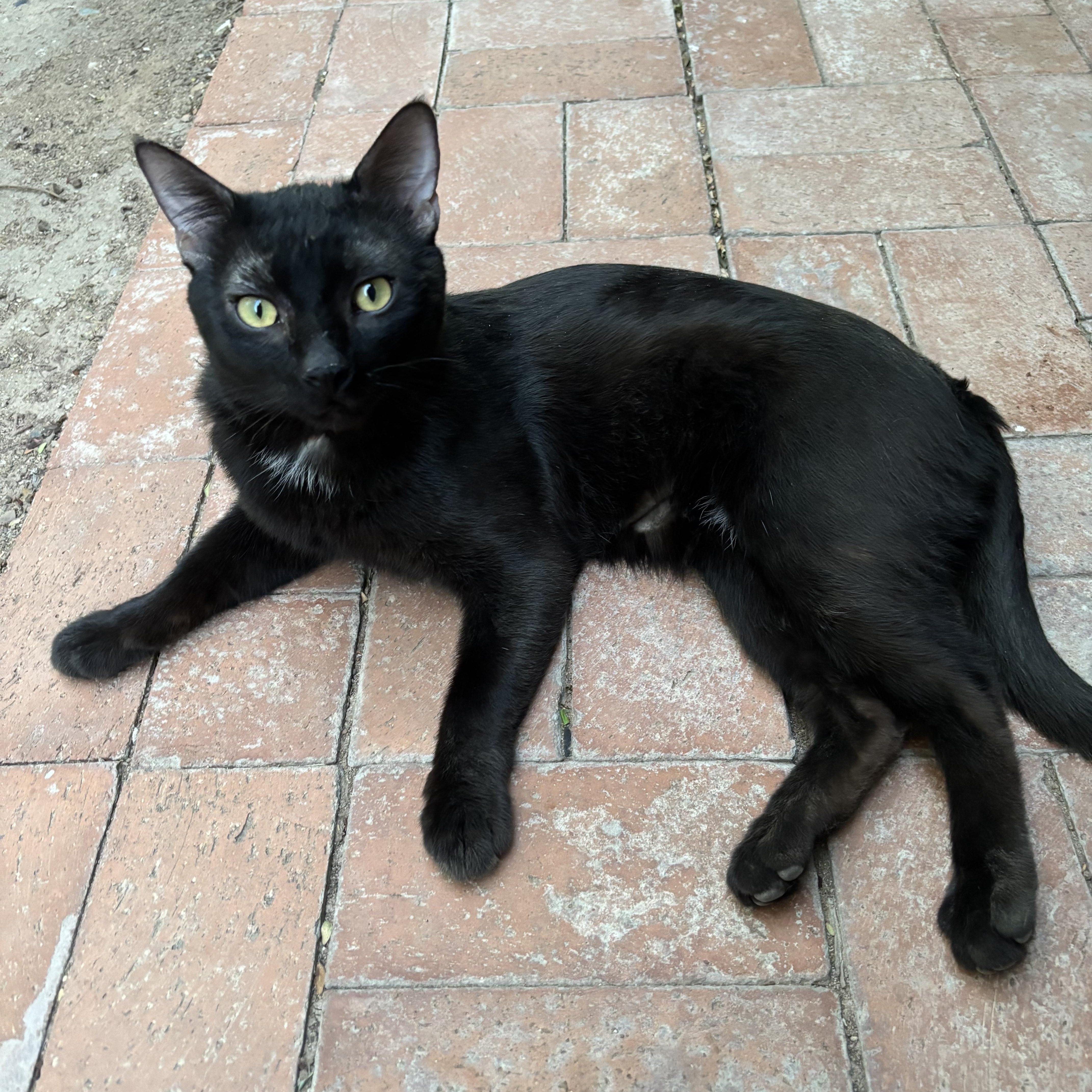 An adult medium-sized male Black Domestic Short Hair cat named Rhett for adoption in Marana, AZ