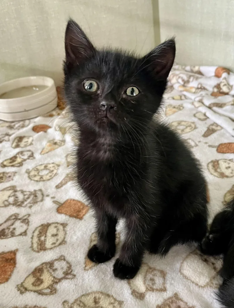 A baby medium-sized male Black Domestic Short Hair cat named Rootbeer for adoption in Seville, OH