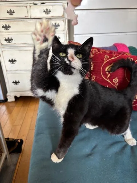 A senior small-sized female Black & White / Tuxedo Domestic Short Hair cat named Ethel Meowman for adoption in New York, NY