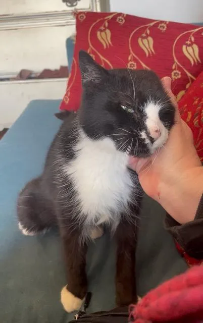Ethel Meowman thumbnail 2