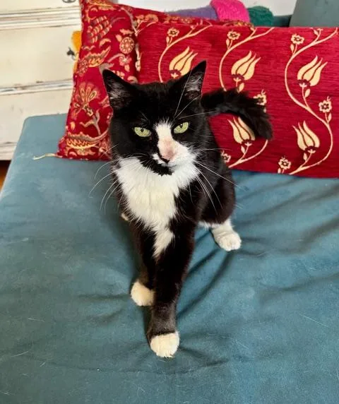 Ethel Meowman thumbnail 3
