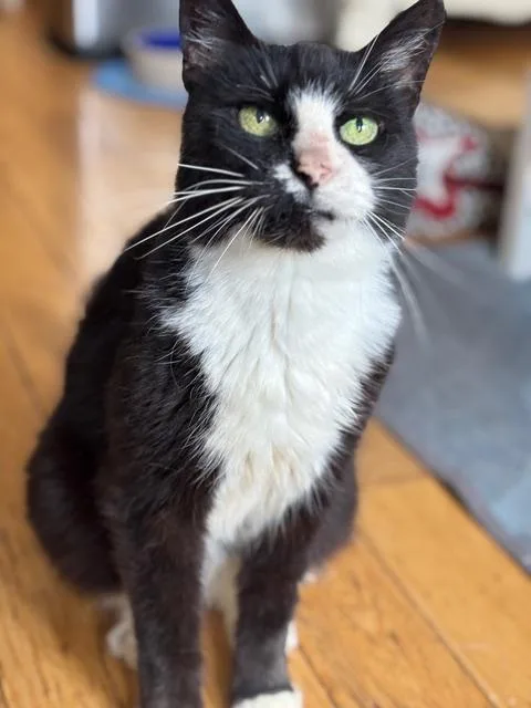 Ethel Meowman thumbnail 4
