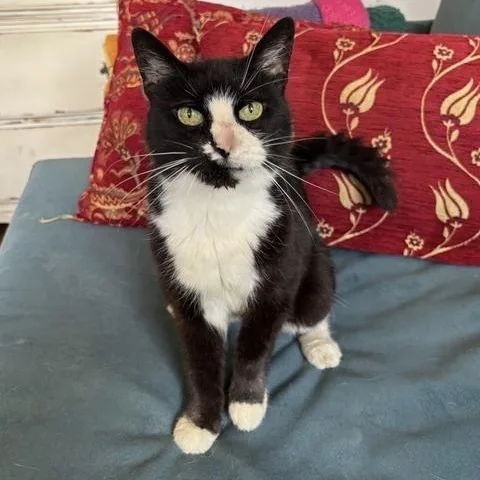 Ethel Meowman thumbnail 5