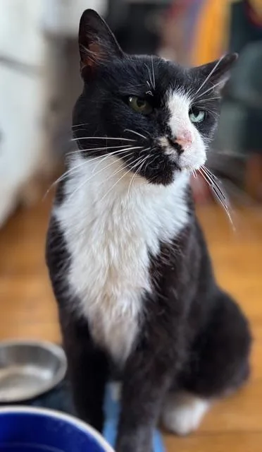 Ethel Meowman thumbnail 6