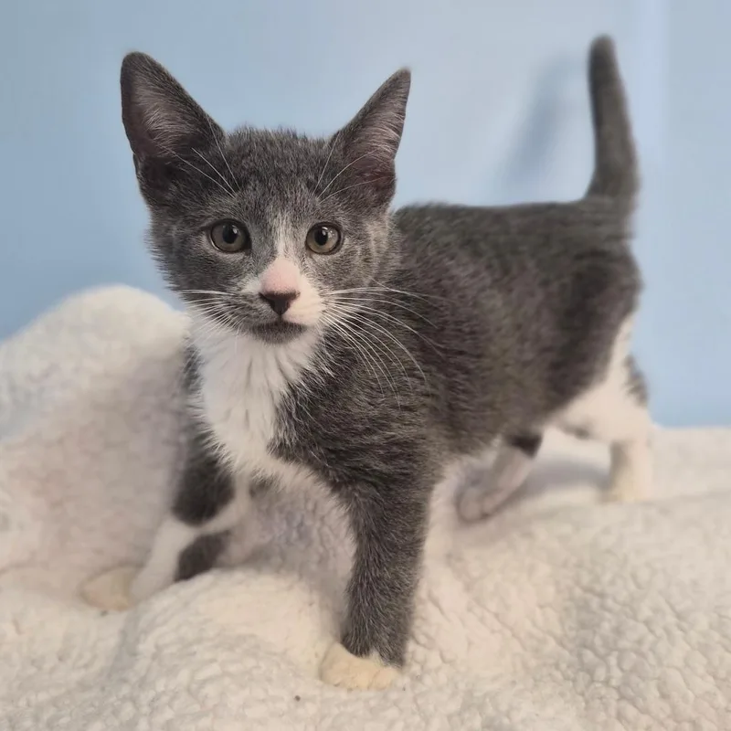 A baby small-sized female Gray / Blue / Silver Domestic Medium Hair cat named Fern for adoption in Wahiawa, HI