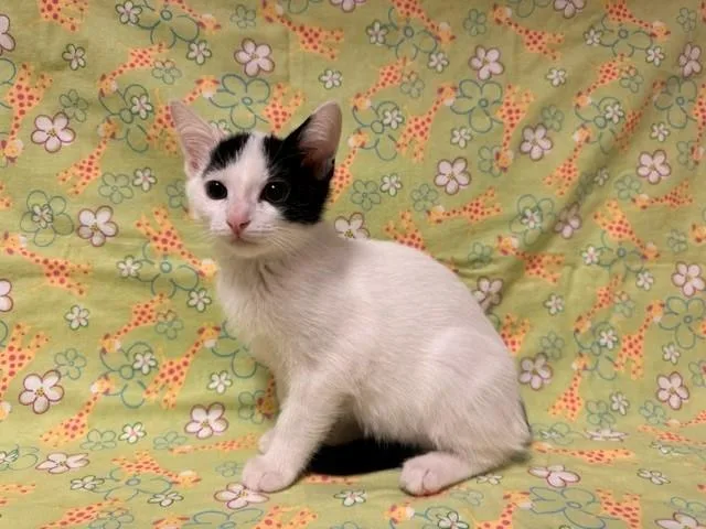 A baby small-sized male Domestic Short Hair cat named Solar for adoption in Fairfield, CA