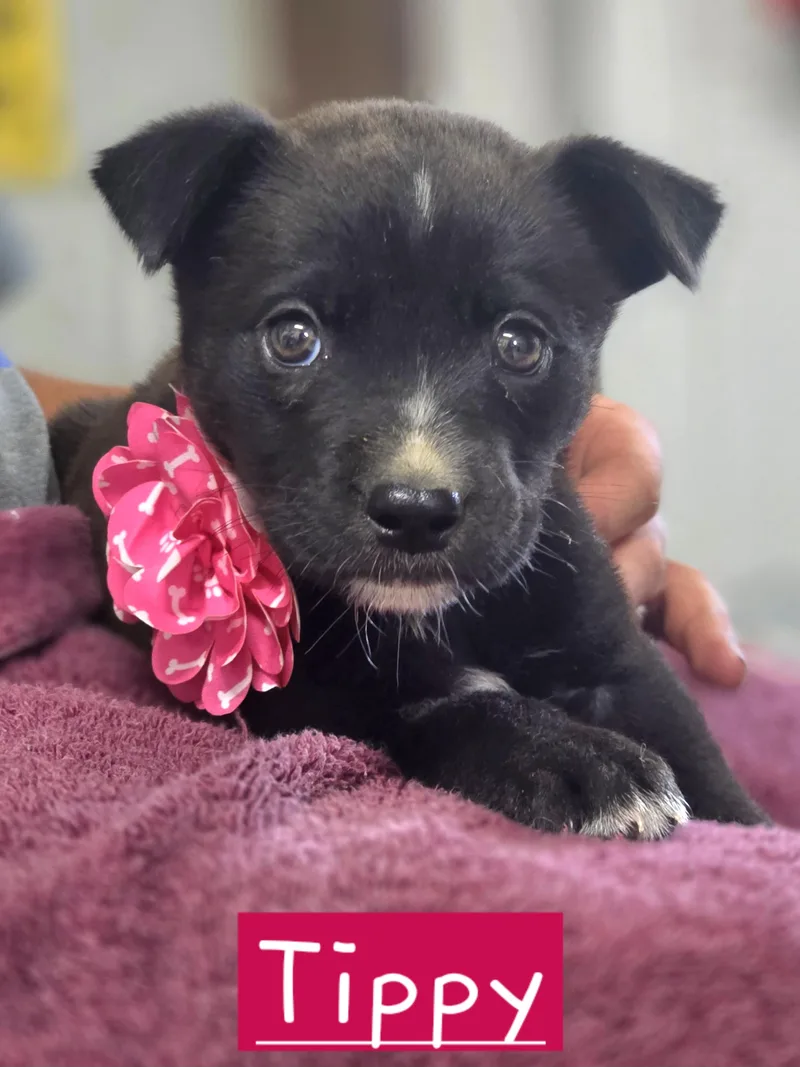 A baby small-sized female Black Terrier dog named Tippy for adoption in Walthill, NE
