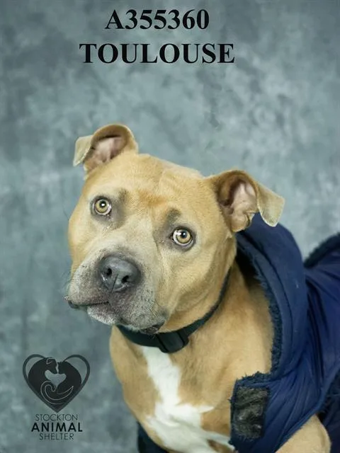 An adult large-sized male Pit Bull Terrier dog named Toulouse for adoption in Stockton, CA
