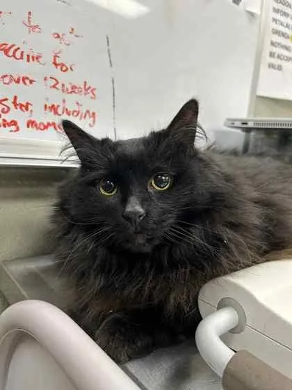 An adult large-sized female Domestic Long Hair cat named Tiny for adoption in Munster, IN