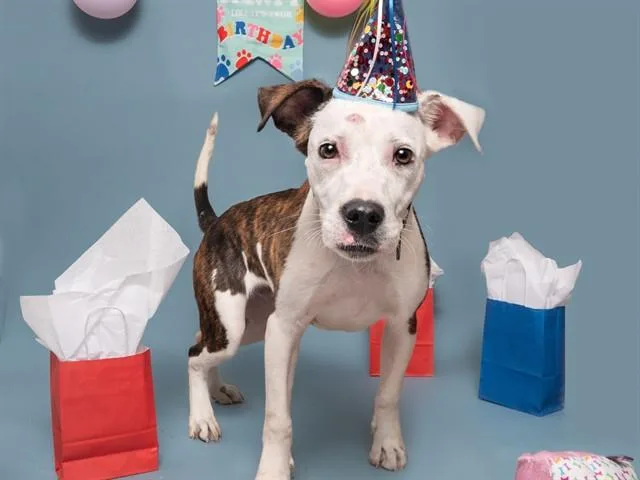 A young medium-sized male Terrier dog named Marshall for adoption in Saint Louis, MO