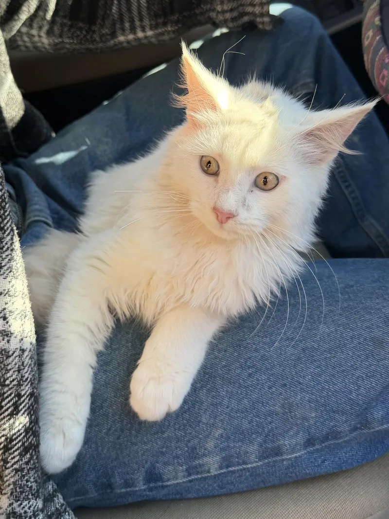 A baby extra large-sized male Buff & White Maine Coon cat named Blizzard for adoption in Toledo, OH