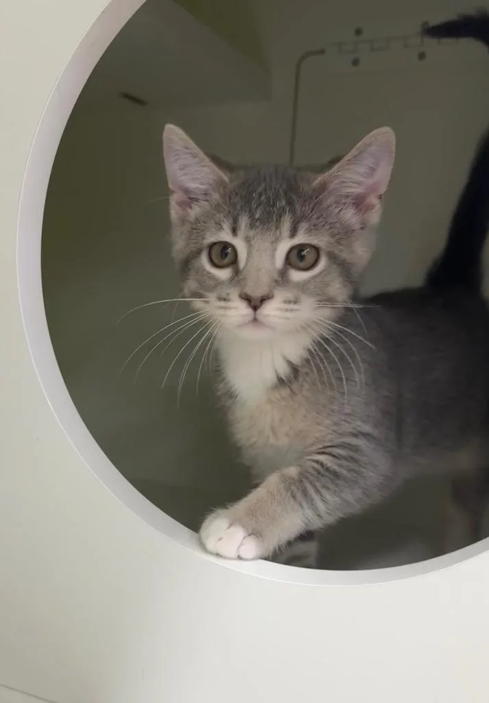 A baby medium-sized male Domestic Short Hair cat named September Il for adoption in Fort Lupton, CO