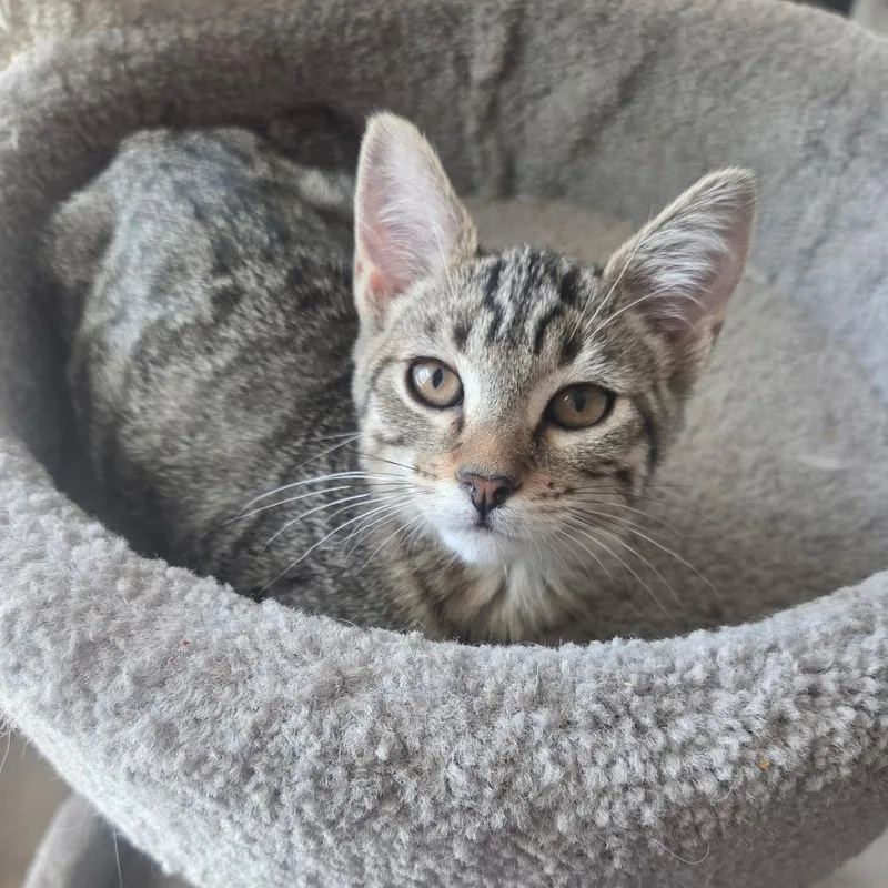 A baby small-sized female Tabby (Brown / Chocolate) Tabby cat named Olive B for adoption in Antioch, CA