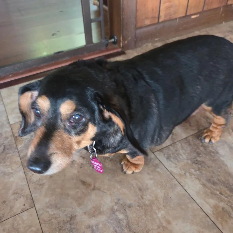 A senior small-sized female Black Dachshund dog named Penny Daschund for adoption in Tunkhannock, PA