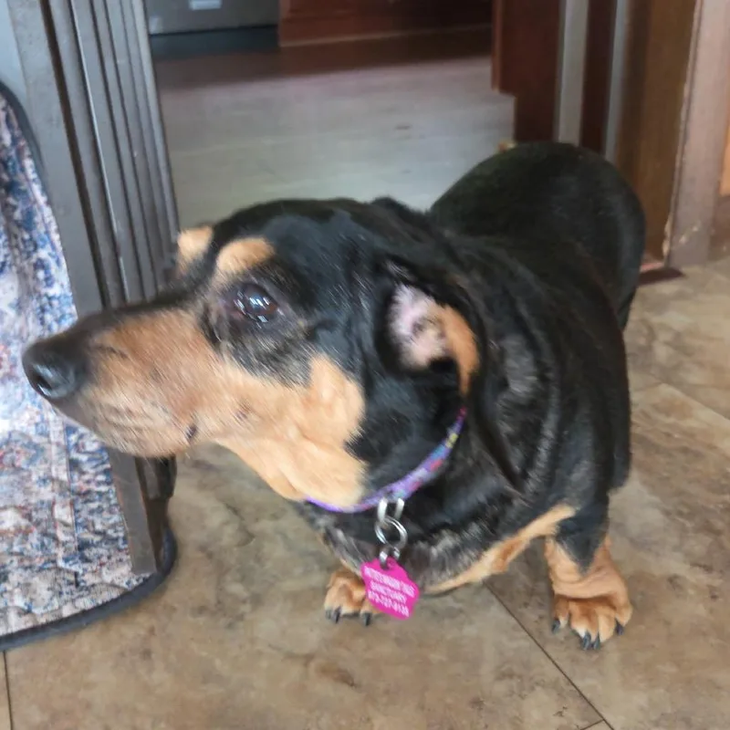 Penny Daschund thumbnail 2