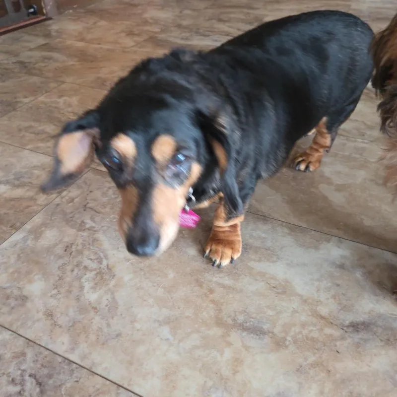 Penny Daschund thumbnail 3