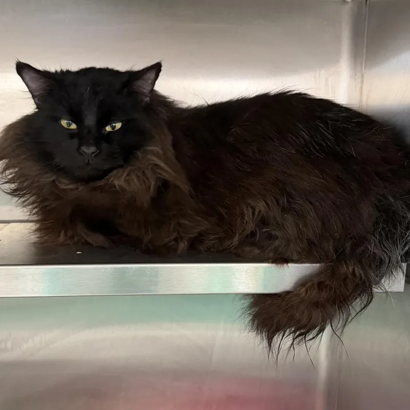 An adult medium-sized male Black Domestic Long Hair cat named Moose for adoption in Canton, IL