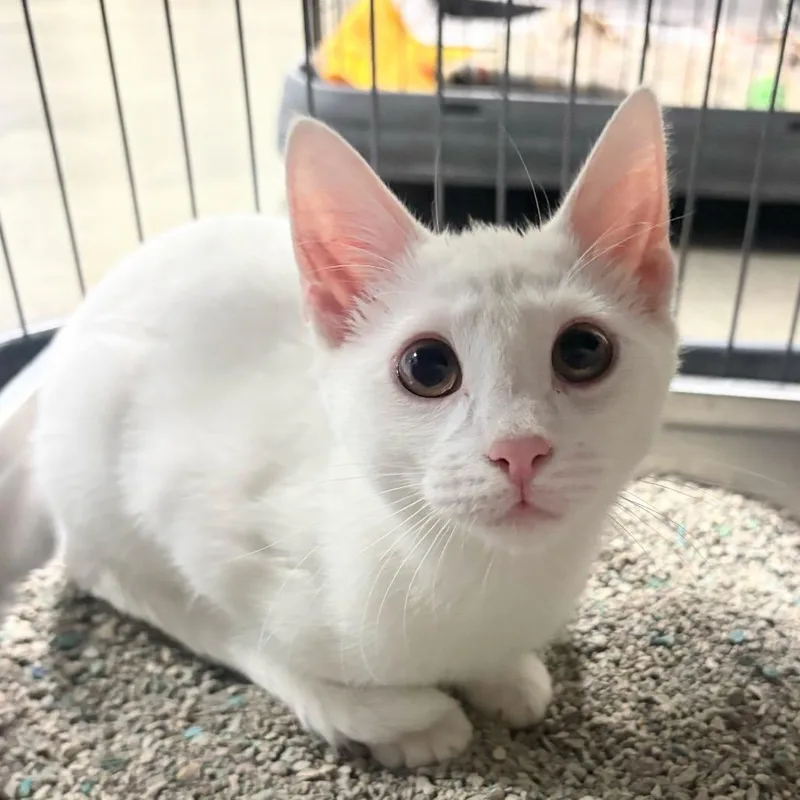 A baby small-sized female White Domestic Short Hair cat named Strawberry Shortcake for adoption in DeKalb, IL