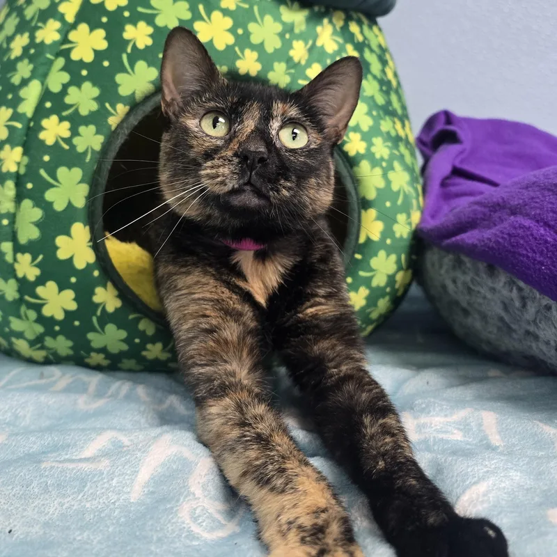 An adult medium-sized female Tortoiseshell Domestic Short Hair cat named Piper for adoption in Farmington, MO