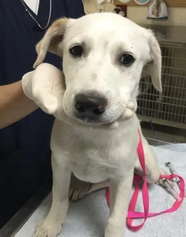 A baby small-sized male Labrador Retriever dog named Marley for adoption in Riverside, CA
