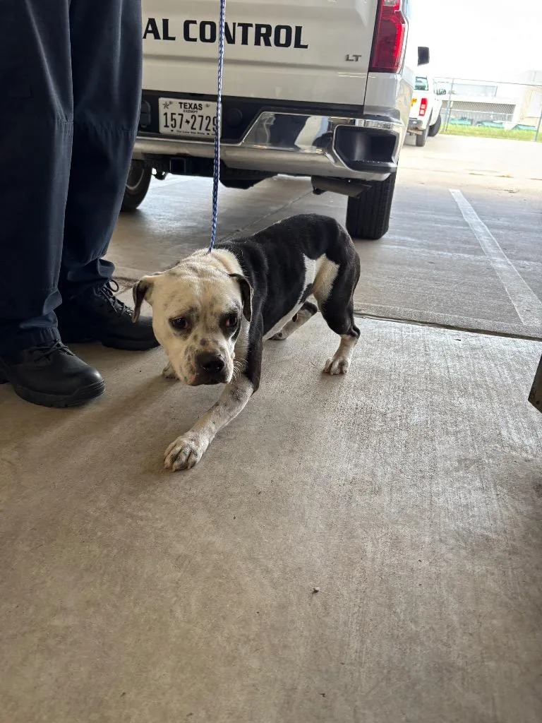 An adult medium-sized female Pit Bull Terrier dog named Flaca for adoption in Belton, TX