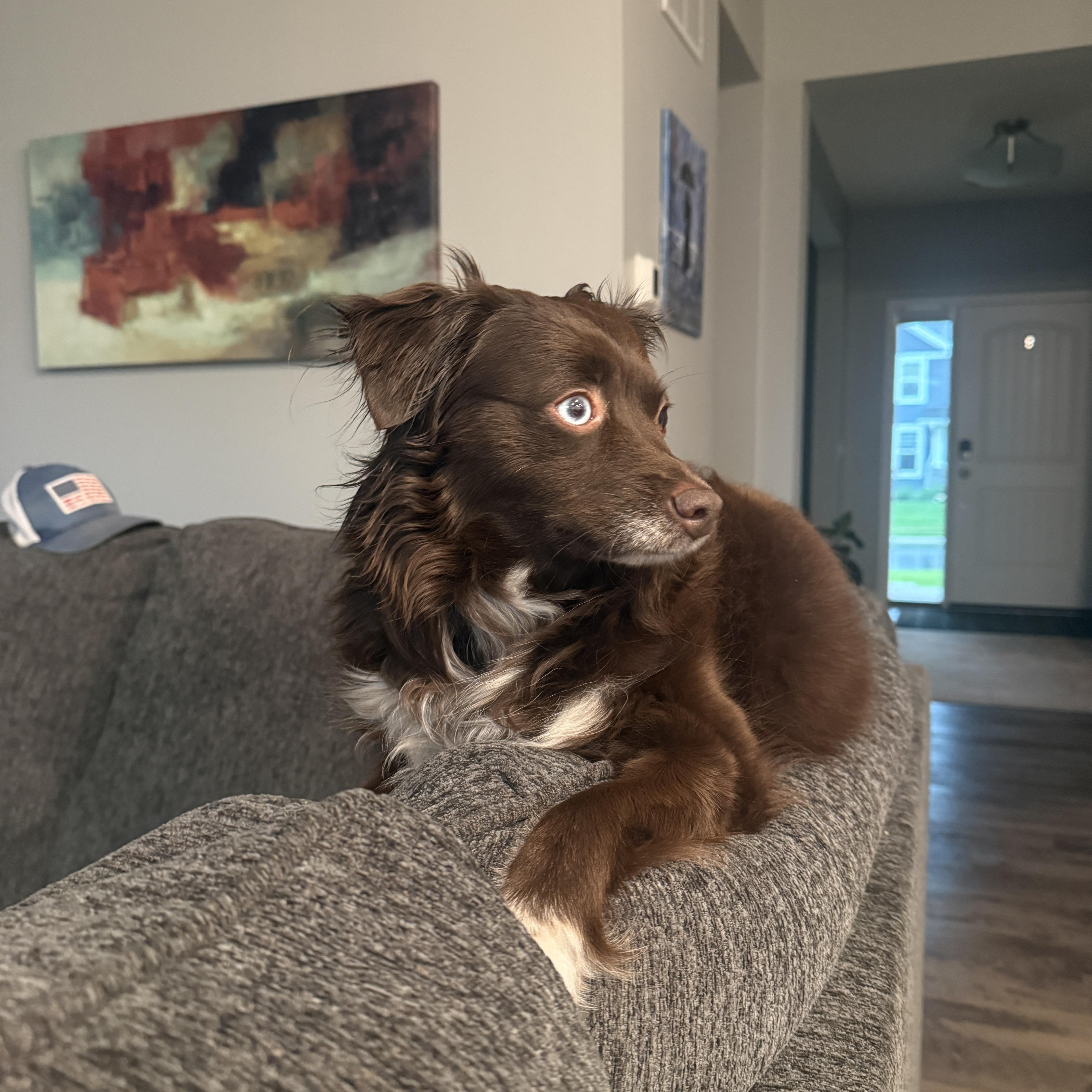 An adult small-sized female Brown / Chocolate Australian Shepherd dog named Coco for adoption in Elk River, MN