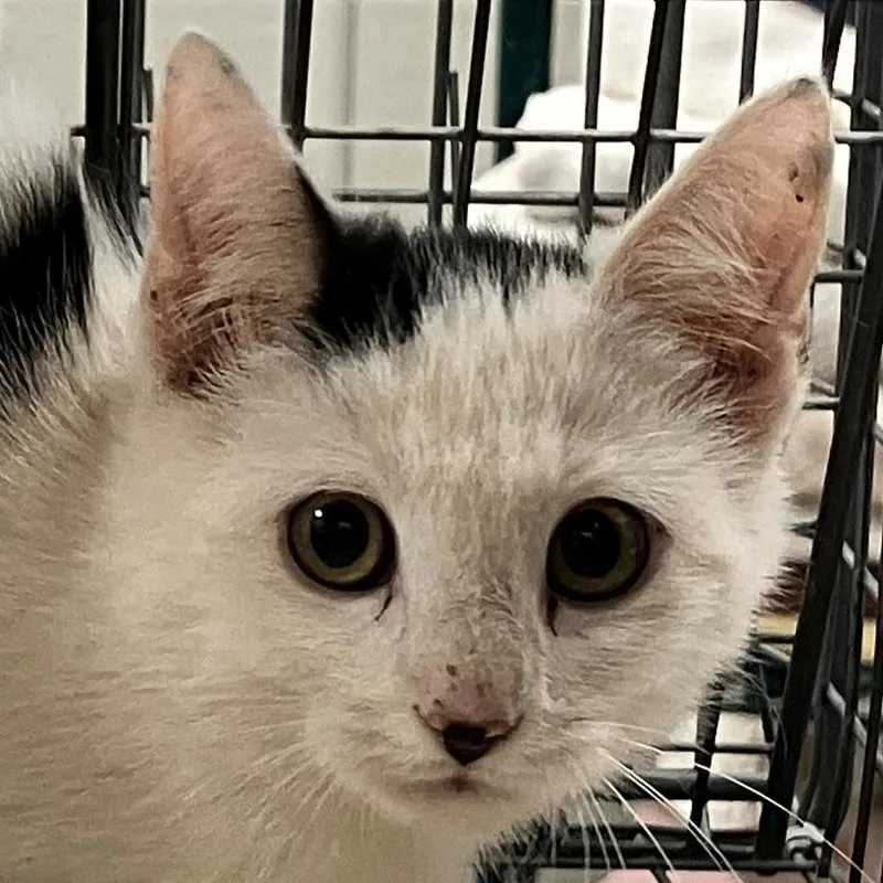 A baby small-sized male Domestic Short Hair cat named Pistachio for adoption in Las Cruces, NM
