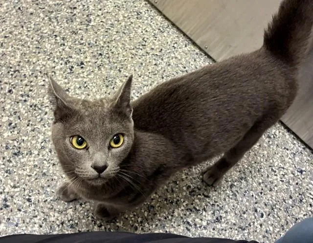 A young medium-sized female Domestic Short Hair cat named Tiabeanie for adoption in Brighton, CO