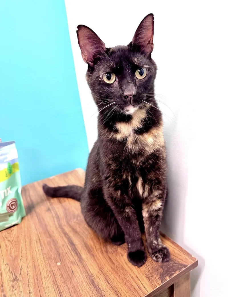 An adult medium-sized female Tortoiseshell cat named Mocha for adoption in Scottsburg, IN