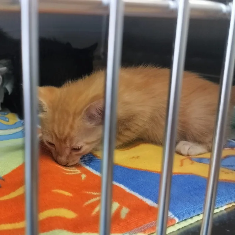 A baby small-sized male Orange / Red Domestic Short Hair cat named Bentley for adoption in Naples, FL