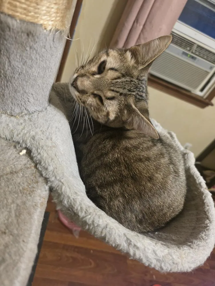 A baby medium-sized male Domestic Short Hair cat named Scout for adoption in Elyria, OH