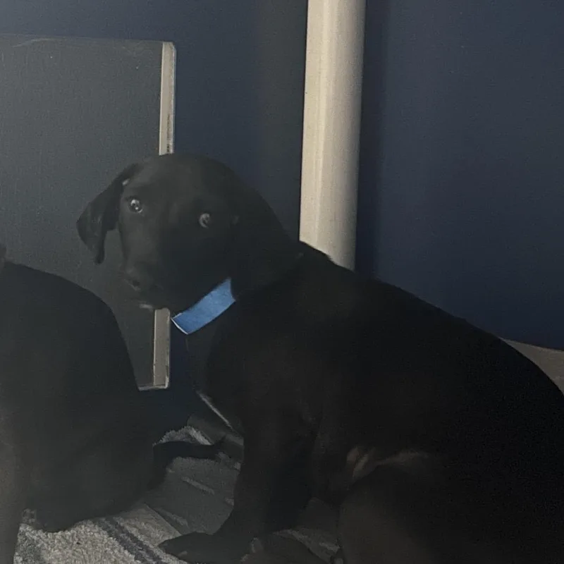 A young small-sized male Black Dachshund dog named Machu for adoption in Yuma, AZ