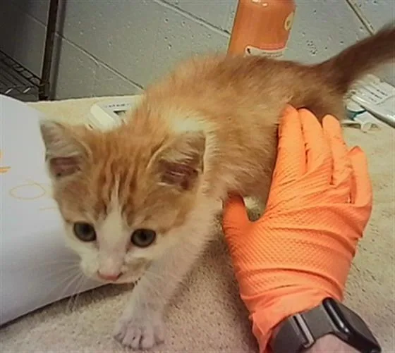 A baby small-sized male Domestic Short Hair cat named Kanan for adoption in Indianapolis, IN