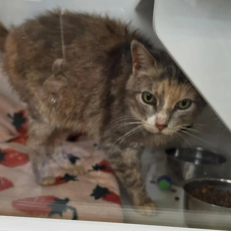 An adult small-sized female Gray / Blue / Silver Domestic Short Hair cat named Remi for adoption in Troy, IL