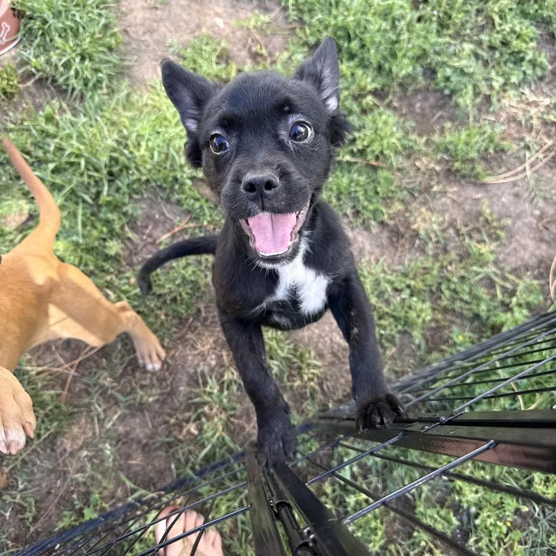 A baby small-sized female Black French Bulldog dog named Eclair for adoption in Sacramento, CA