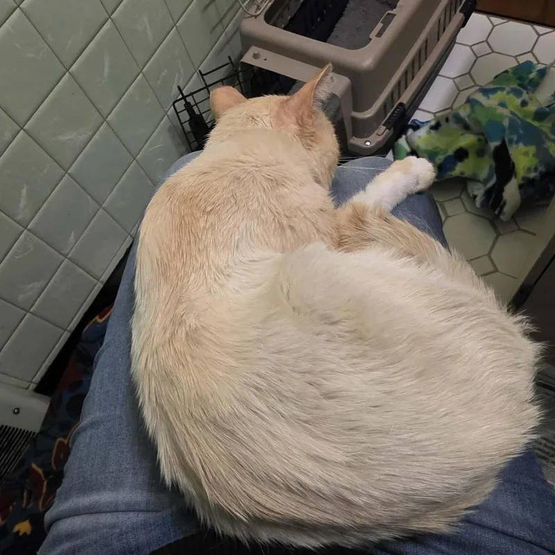 A young medium-sized male Flame Point Siamese cat named Alfe for adoption in Chicago, IL