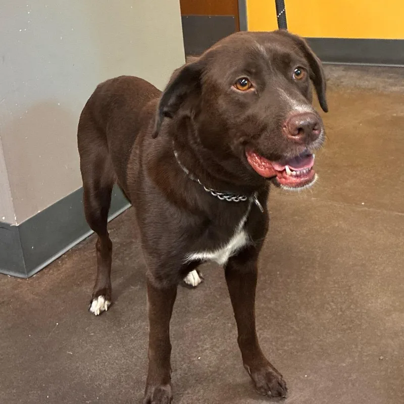 An adult medium-sized female Chocolate Labrador Retriever dog named Tess for adoption in Norman, OK