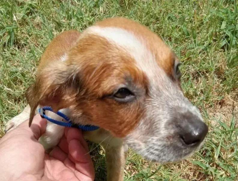 A baby large-sized male Black Mouth Cur dog named Beau for adoption in McKinney, TX