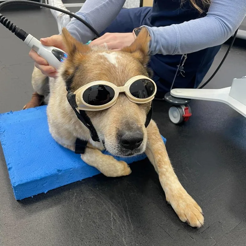 A senior medium-sized male Red / Chestnut / Orange Cattle Dog dog named Chance for adoption in Bend, OR