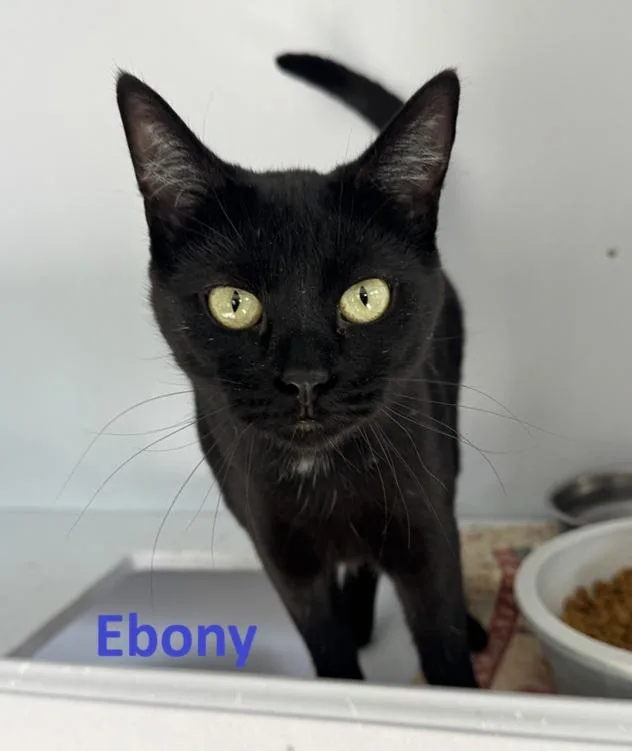 Ebony