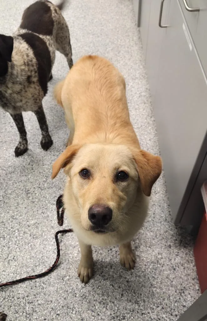 A young large-sized female Terrier dog named Mary for adoption in Athens, TN