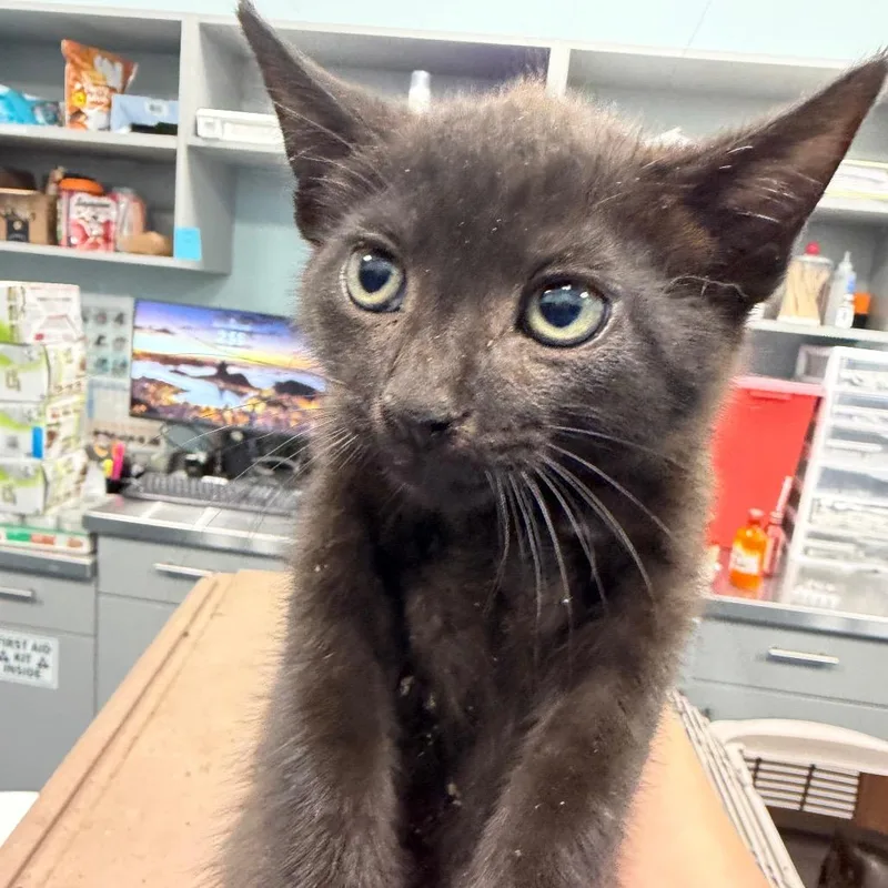A baby small-sized male Black Domestic Short Hair cat named Shampoo for adoption in Greensboro, NC