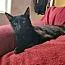 A young medium-sized female Black Domestic Short Hair cat named Darla for adoption in Oceanside, CA