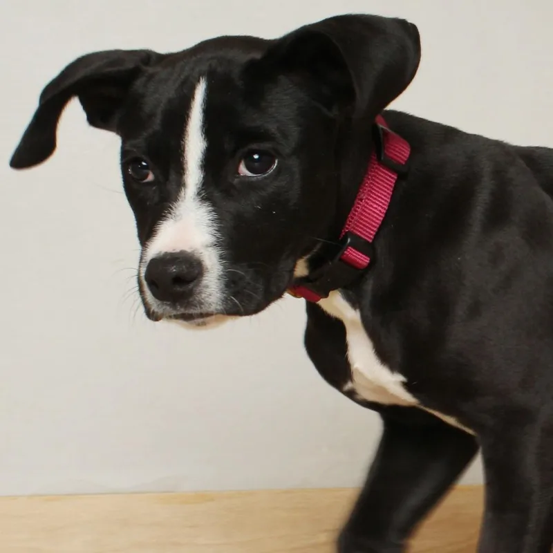 A baby small-sized female Black Pit Bull Terrier dog named Pixie D for adoption in Minnetonka, MN