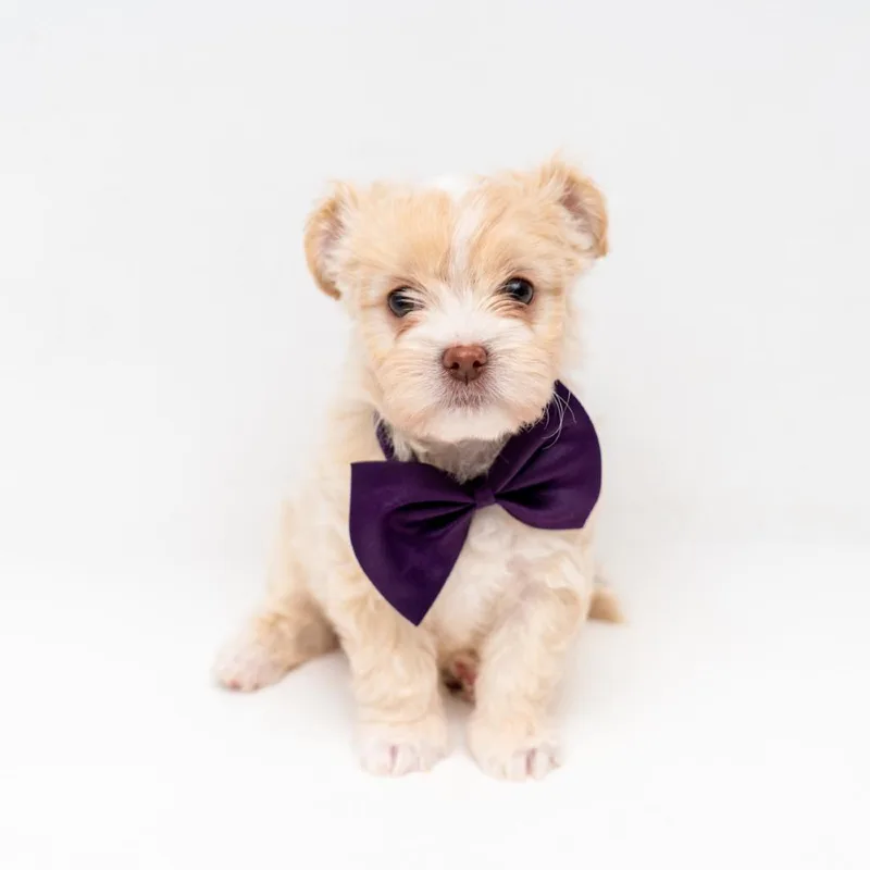 A baby small-sized male White / Cream Chihuahua dog named Kier for adoption in New York, NY